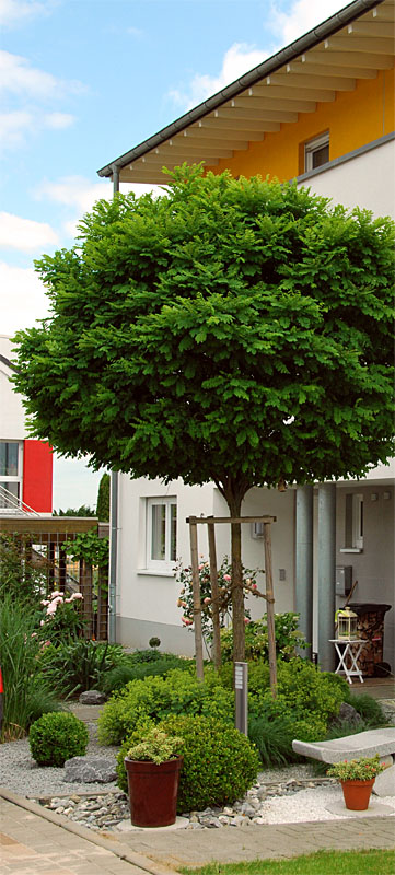Manfred Schäfer Gartengestaltung Baumpflege - Hausgarten Anlage