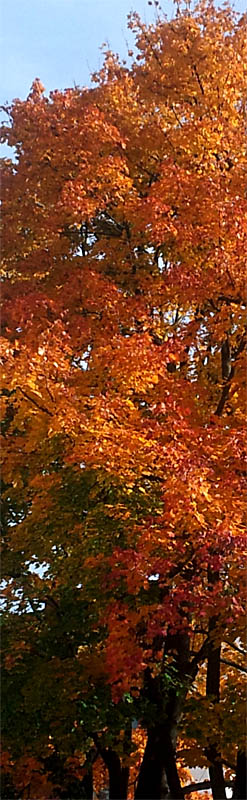 baum-herbstlaub